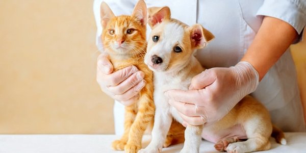 Comment fonctionne une mutuelle animaux ?